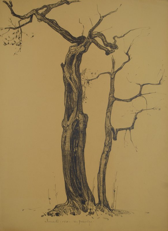 1928 - Alberi di ulivo a Sorrento